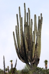 Cephalocereus fulviceps, photograph (c) Rosario Douglas, some rights reserved (CC BY)