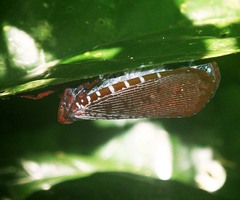 Aphaena submaculata