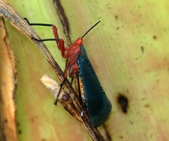 Kalidasa nigromaculata