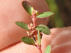 Euphorbia ogdenii
