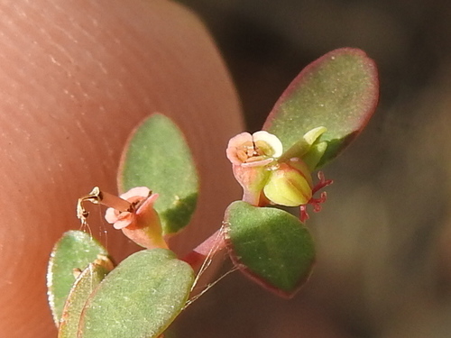 Image of Euphorbia ogdenii by (c) Sam Kieschnick, some rights reserved (CC BY)