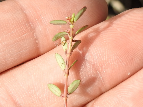 Image of Euphorbia ogdenii by (c) Sam Kieschnick, some rights reserved (CC BY)