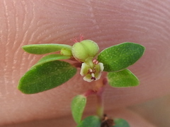 Euphorbia ogdenii