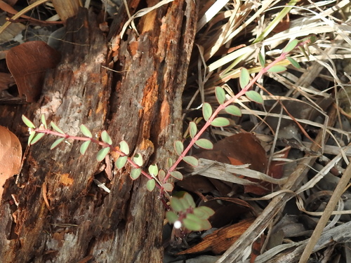 Image of Euphorbia ogdenii by (c) Sam Kieschnick, some rights reserved (CC BY)