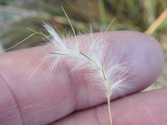 Schizachyrium rhizomatum