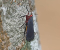 Kalidasa nigromaculata