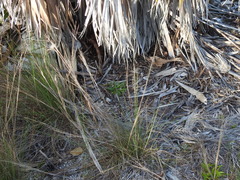 Schizachyrium rhizomatum