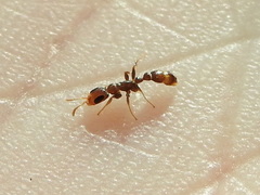 Pseudomyrmex cubaensis