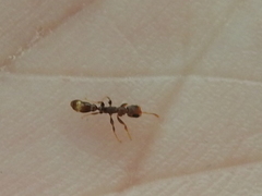 Pseudomyrmex cubaensis