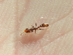 Pseudomyrmex cubaensis