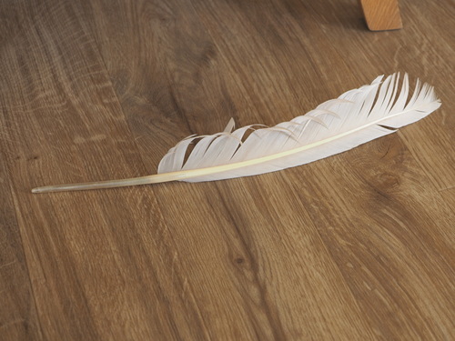 Plume de Cygne tuberculé