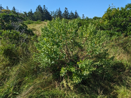 eastern baccharis (Baccharis halimifolia)