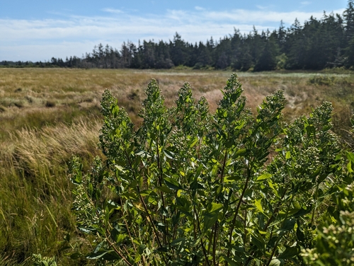 Baccharis halimifolia