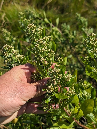 Baccharis halimifolia
