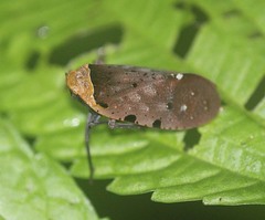 Penthicodes atomaria