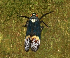 Penthicodes farinosus