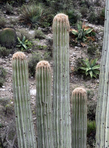 Cephalocereus fulviceps, photograph 3