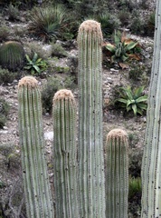 Cephalocereus fulviceps, photograph (c) Rosario Douglas, some rights reserved (CC BY)