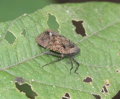 Penthicodes pulchellus