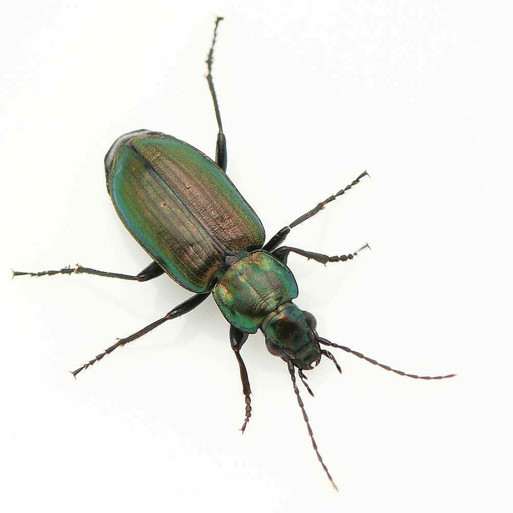 Agonum suturale