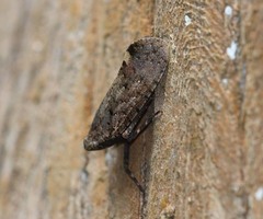Penthicodes pulchellus