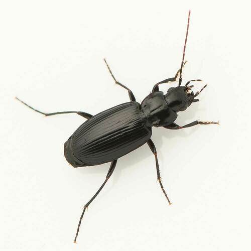Badister ferrugineus