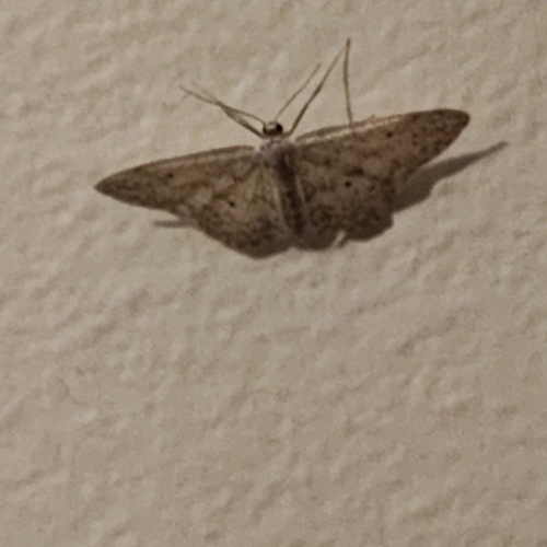 Idaea seriata