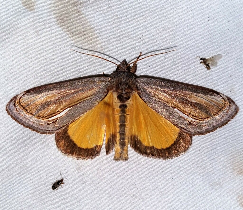 Gerrodes