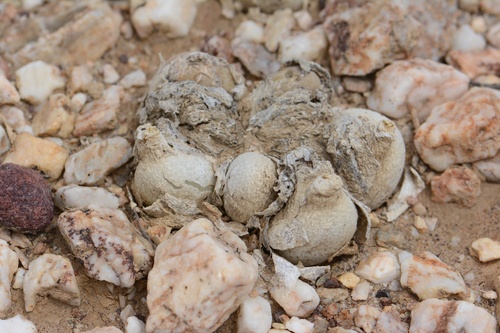 Gibbaeum hortenseae
