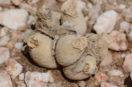 Gibbaeum hortenseae