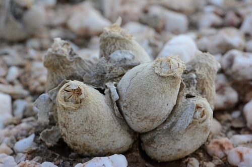 Gibbaeum hortenseae
