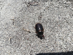Pericoptus