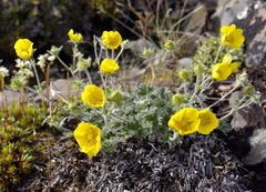 Potentilla × villosula