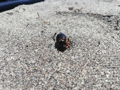 Pericoptus