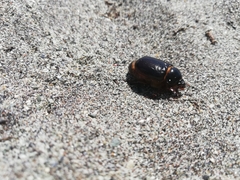 Pericoptus