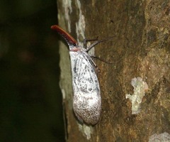Pyrops sultanus