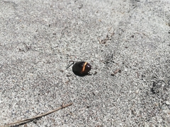 Pericoptus