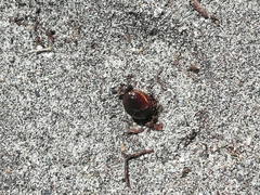Pericoptus