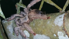 Psalmopoeus pulcher