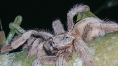 Psalmopoeus pulcher
