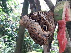 Caligo beltrao