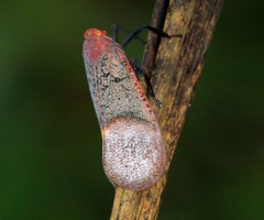 Scamandra