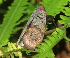 Scamandra hecuba