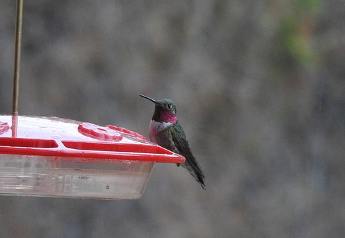 Broad-tailed Hummingbird photographed in Nebraska