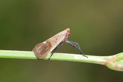 Scamandra hecuba