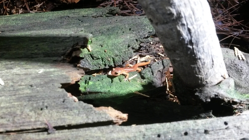 iNaturalist observation photo of Ensatina