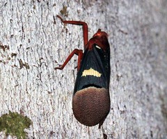Scamandra daphne