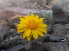 Chaetanthera kalinae