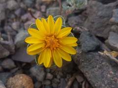 Chaetanthera kalinae