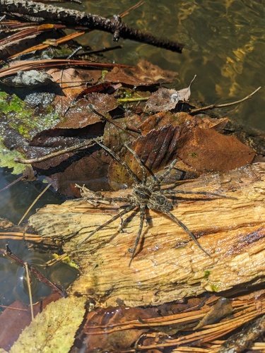 Striped Fishing Spider photo 6
